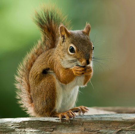 Calgary Squirrel Pest Control & Exterminator Services